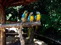 gal/holiday/Brazil 2005 - Foz do Iguacu Birds Sanctuary/_thb_Bird_Sanctuary_Iguacu_DSC07186.jpg